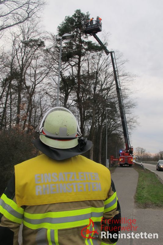 190312 TH Baum ueber Strasse 03